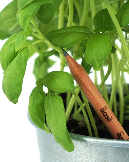 Sprout potlood met zaden - basilicum
