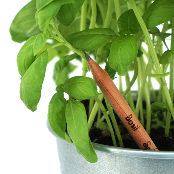 Sprout potlood met zaden - basilicum