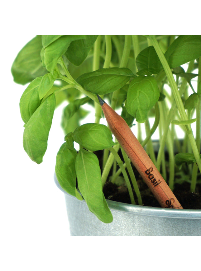 Sprout potlood met zaden - basilicum