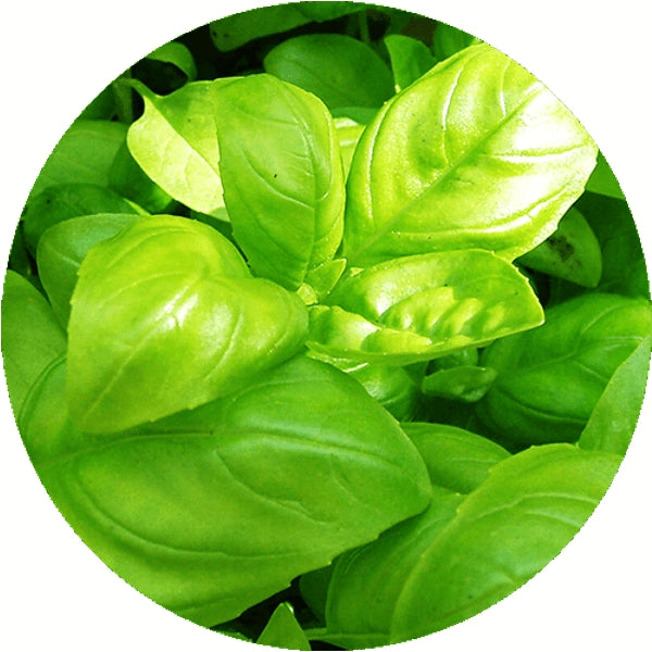 Sprout potlood met zaden - basilicum