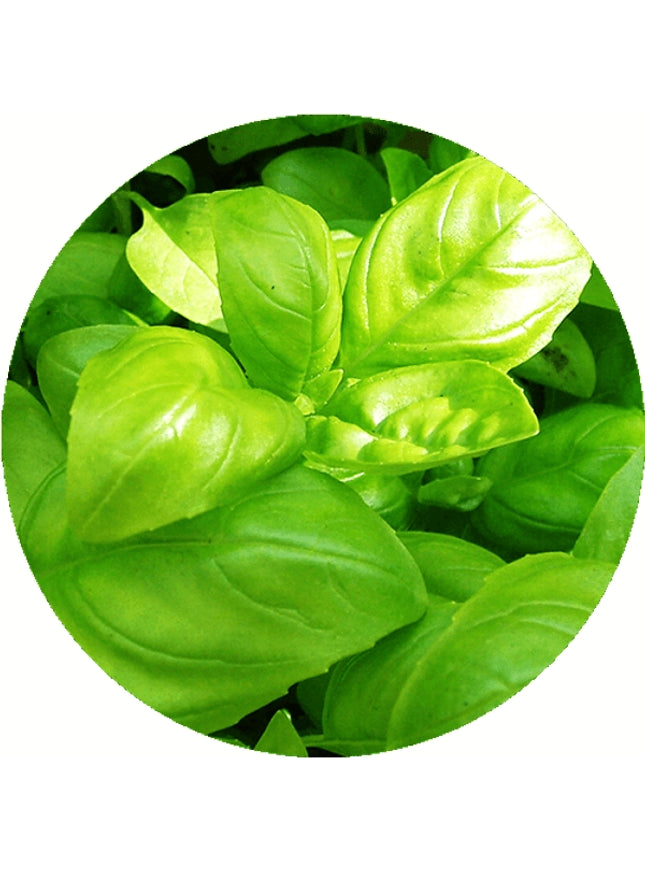 Sprout potlood met zaden - basilicum