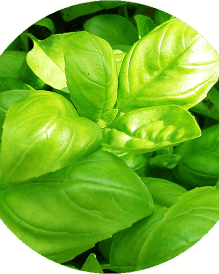 Round colored pencil with seeds - green: basil
