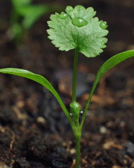 Sprout potlood met zaden - koriander