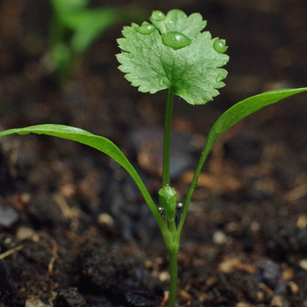 Sprout potlood met zaden - koriander