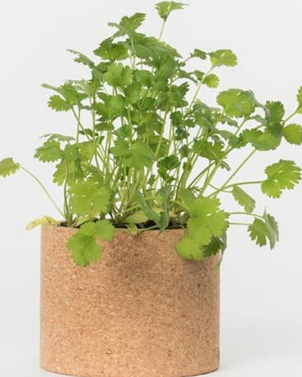 Sprout potlood met zaden - koriander