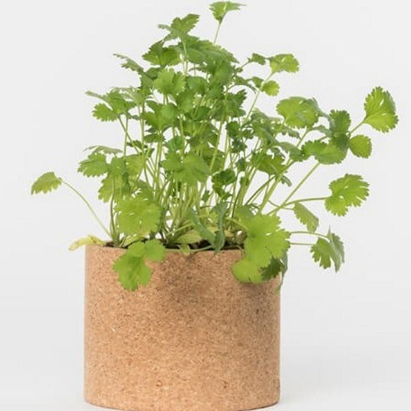 Sprout potlood met zaden - koriander