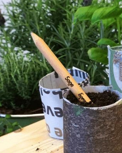 Sprout potlood met zaden - salie