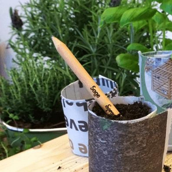 Sprout potlood met zaden - salie