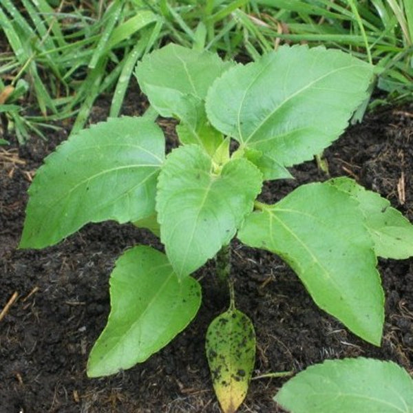 Sprout potlood met zaden - zonnebloem